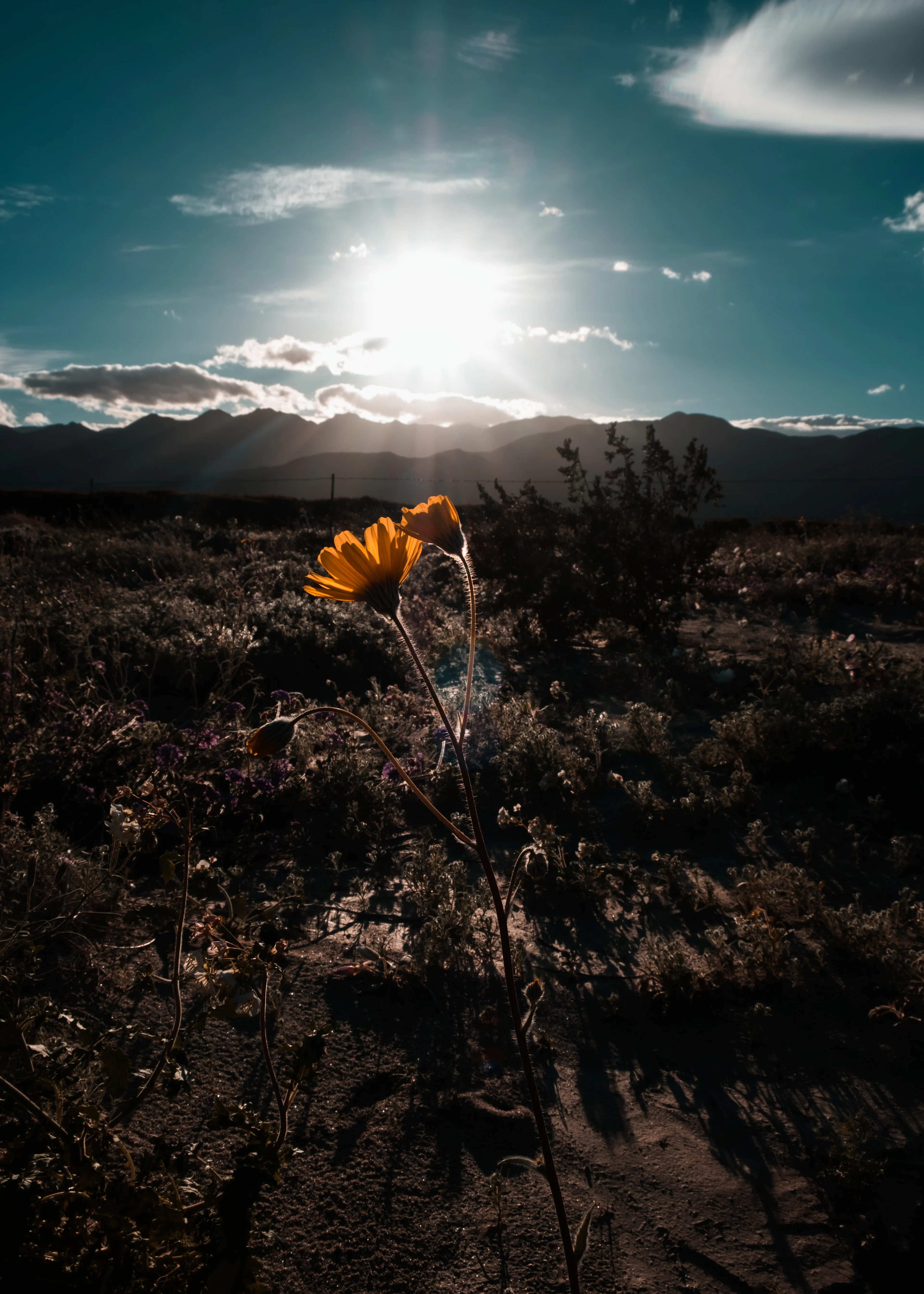 désert fleuri