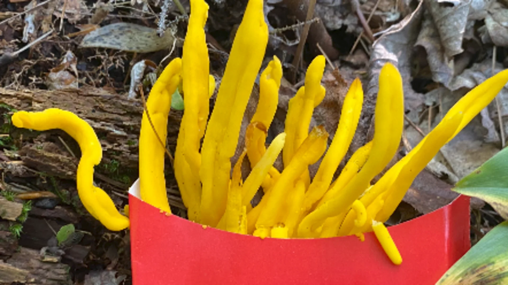 Wild french fries? Coral on land? No, they're mushrooms!