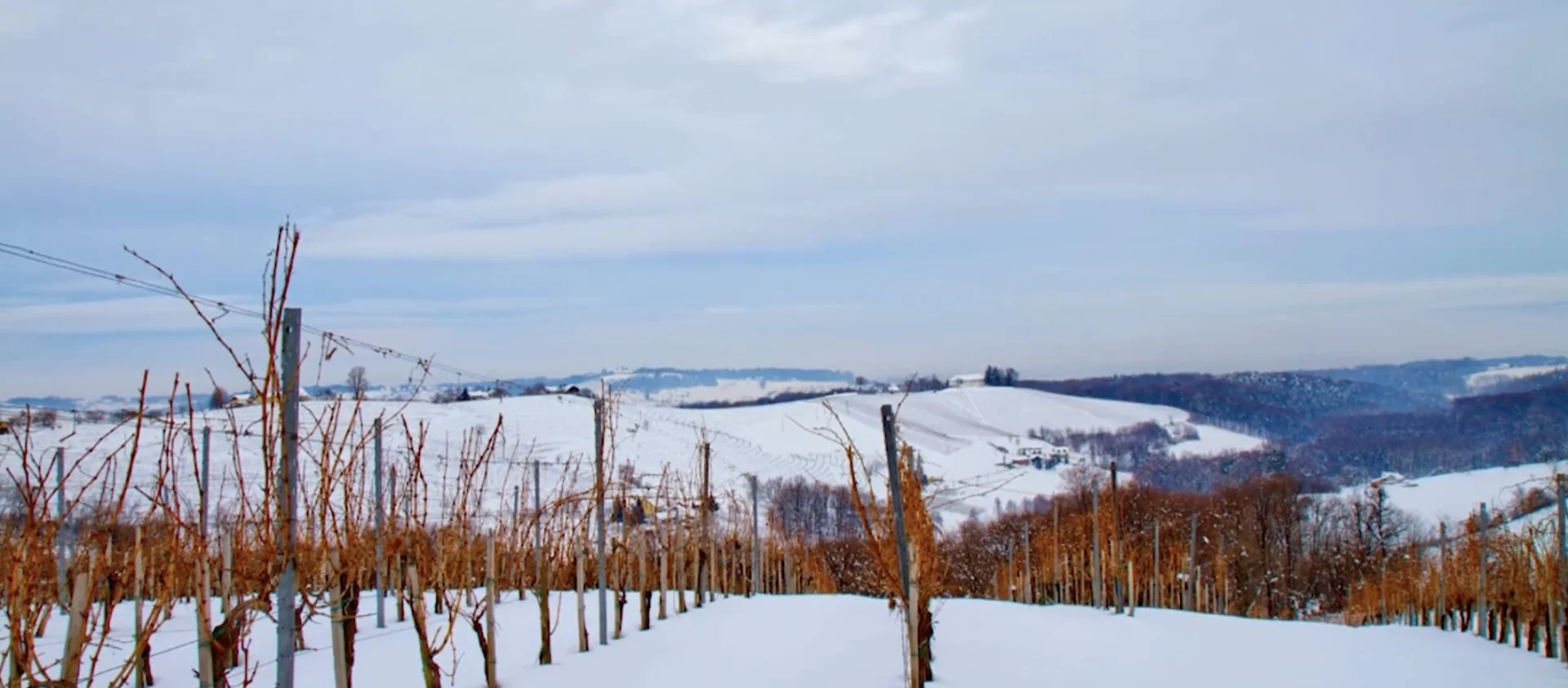 Cold snap causes catastrophic loss for B.C. wine industry: report
