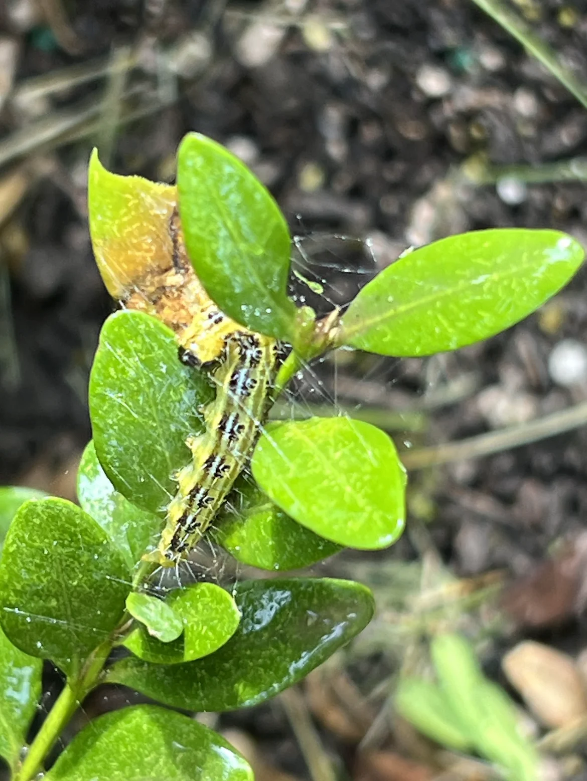 Landscape Ontario: Mature larva getting ready to pupate