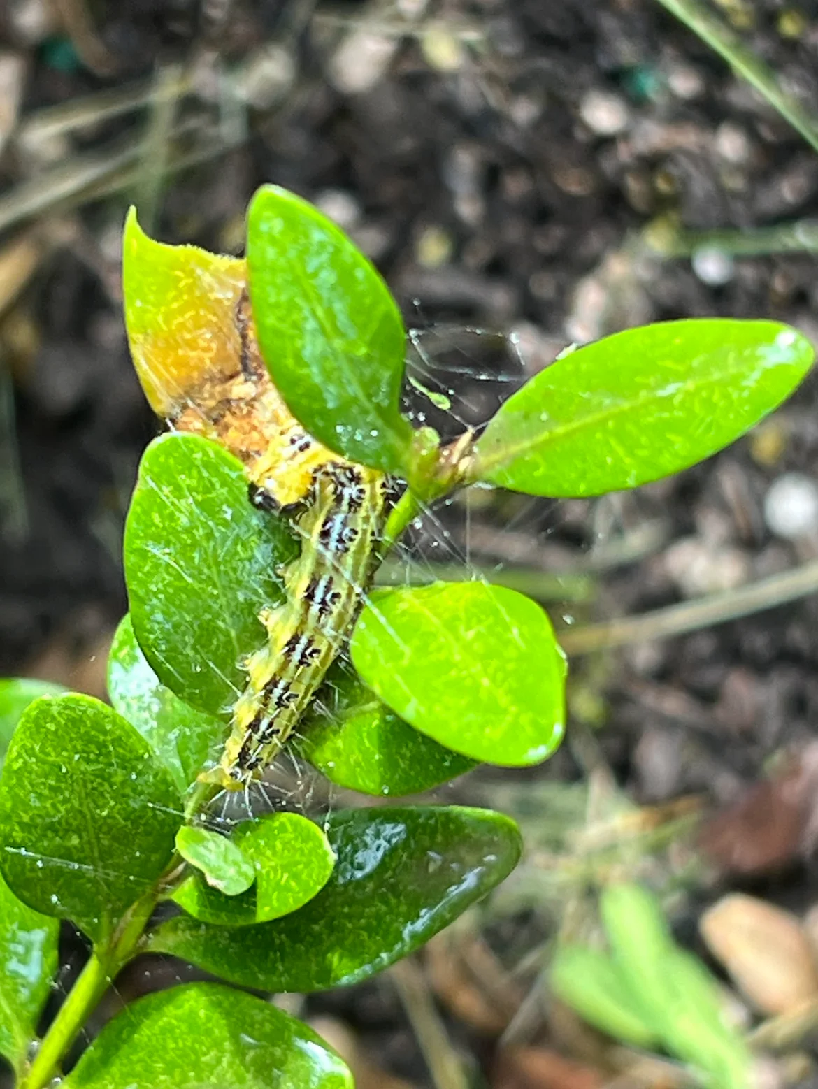 Landscape Ontario: Mature larva getting ready to pupate