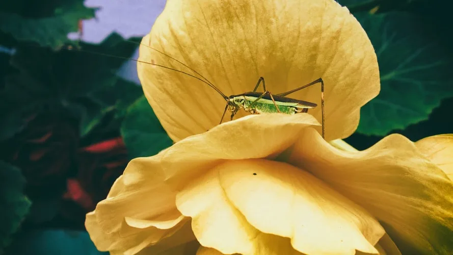 Le futur de l'alimentation appartient... aux insectes