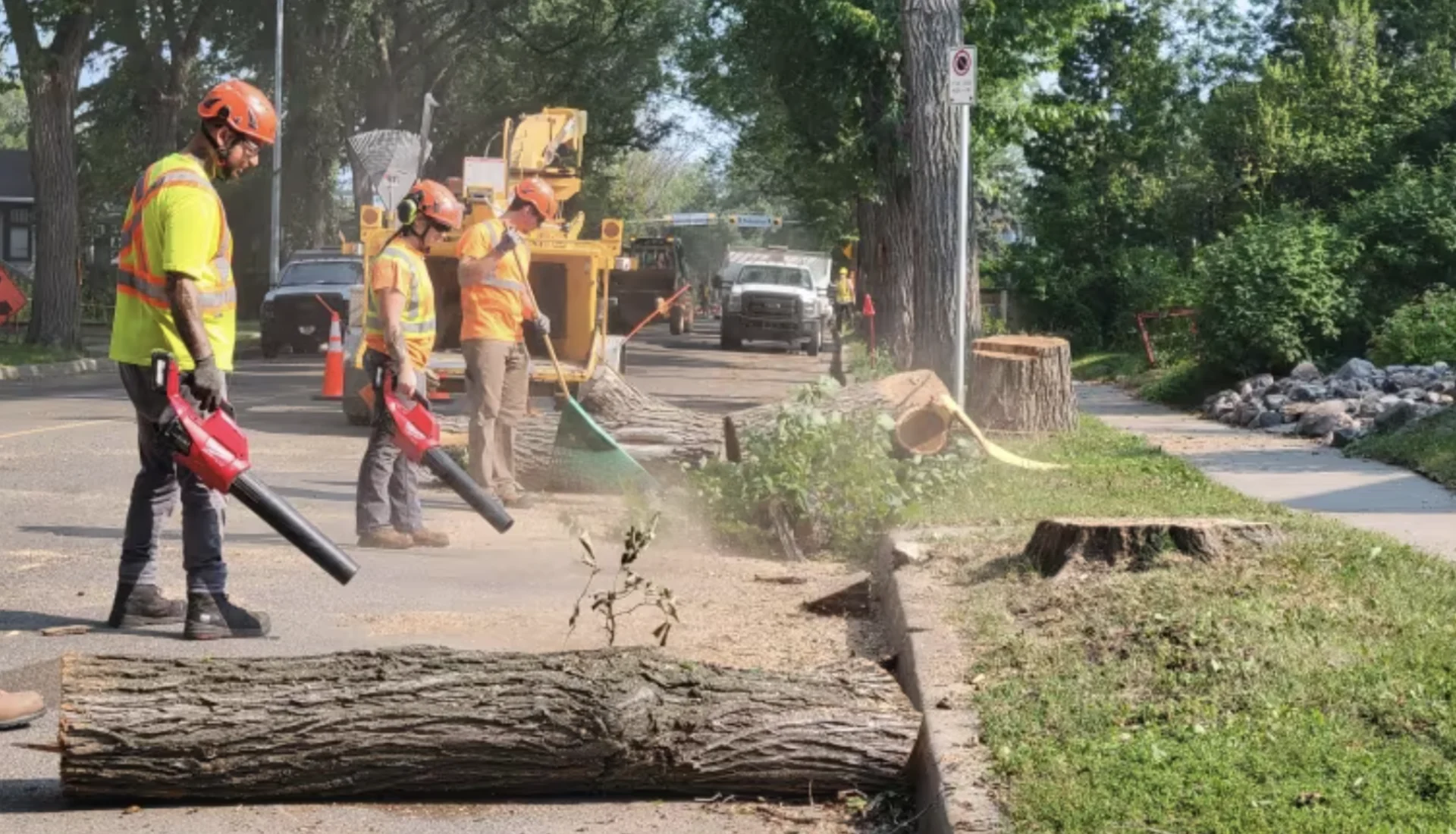 Dutch elm disease season sees record number of trees culled in Regina