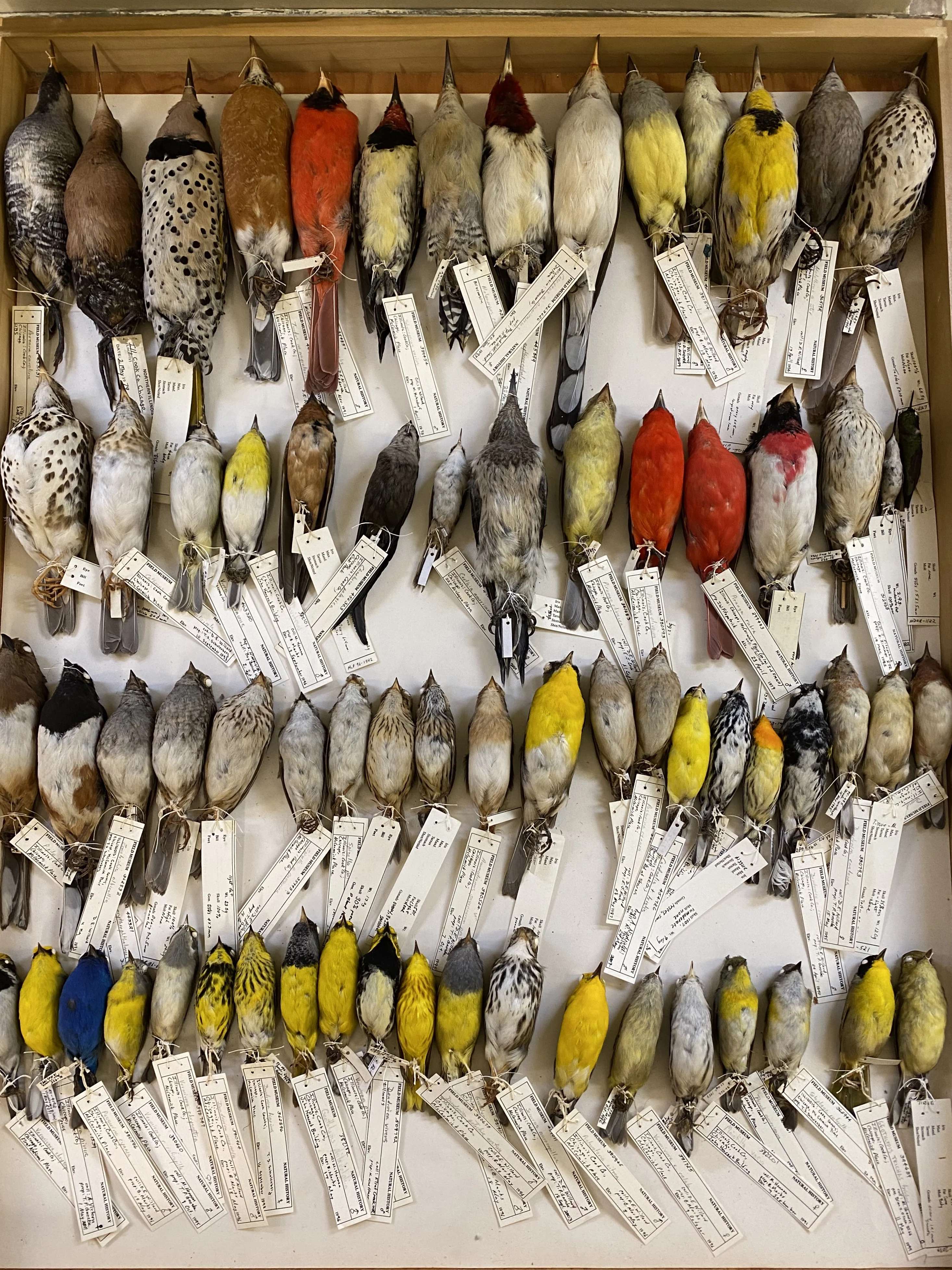 Drawer of birds in FM collections, (c) Field Museum, Ben Marks
