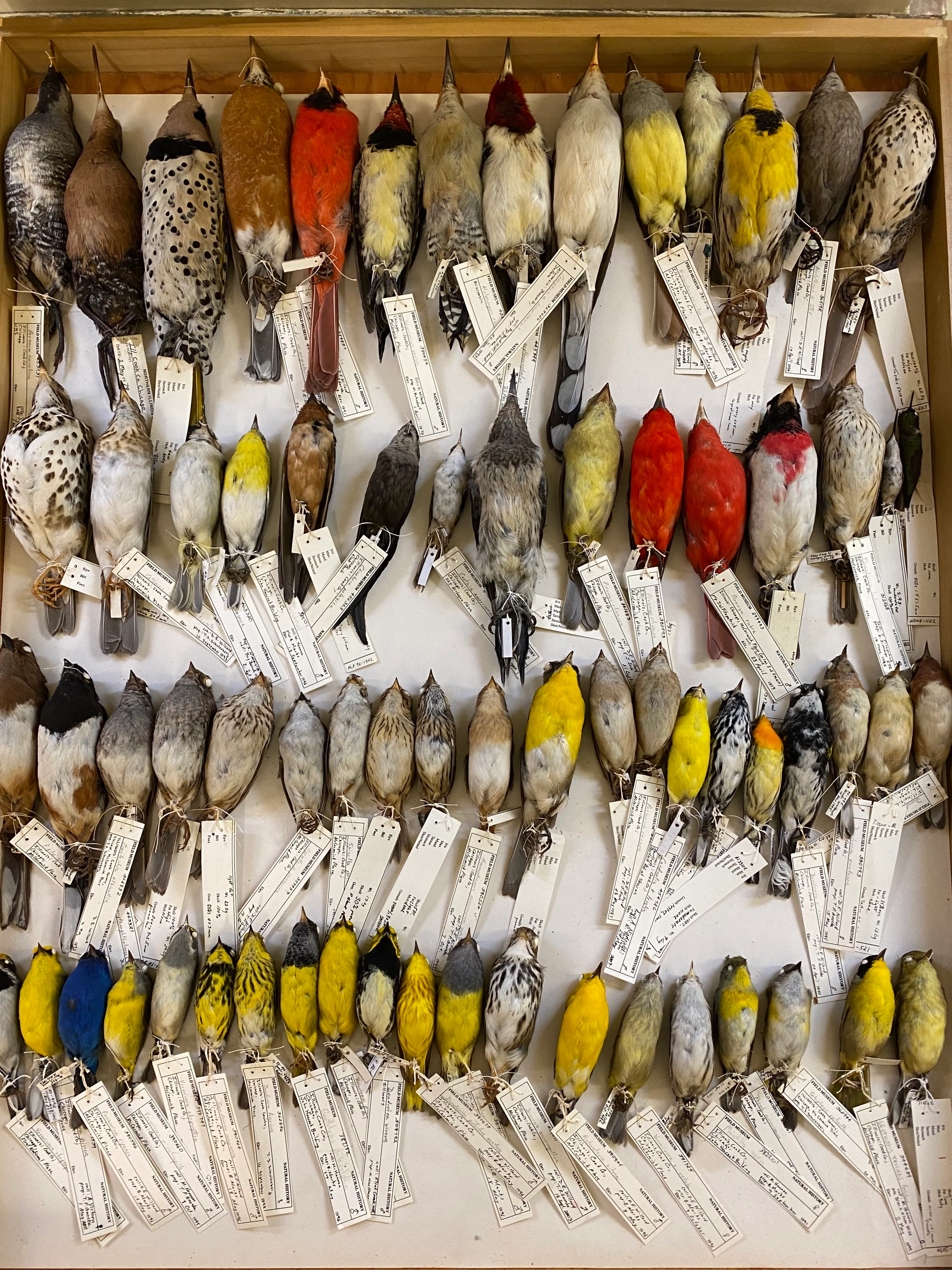 Drawer of birds in FM collections, (c) Field Museum, Ben Marks