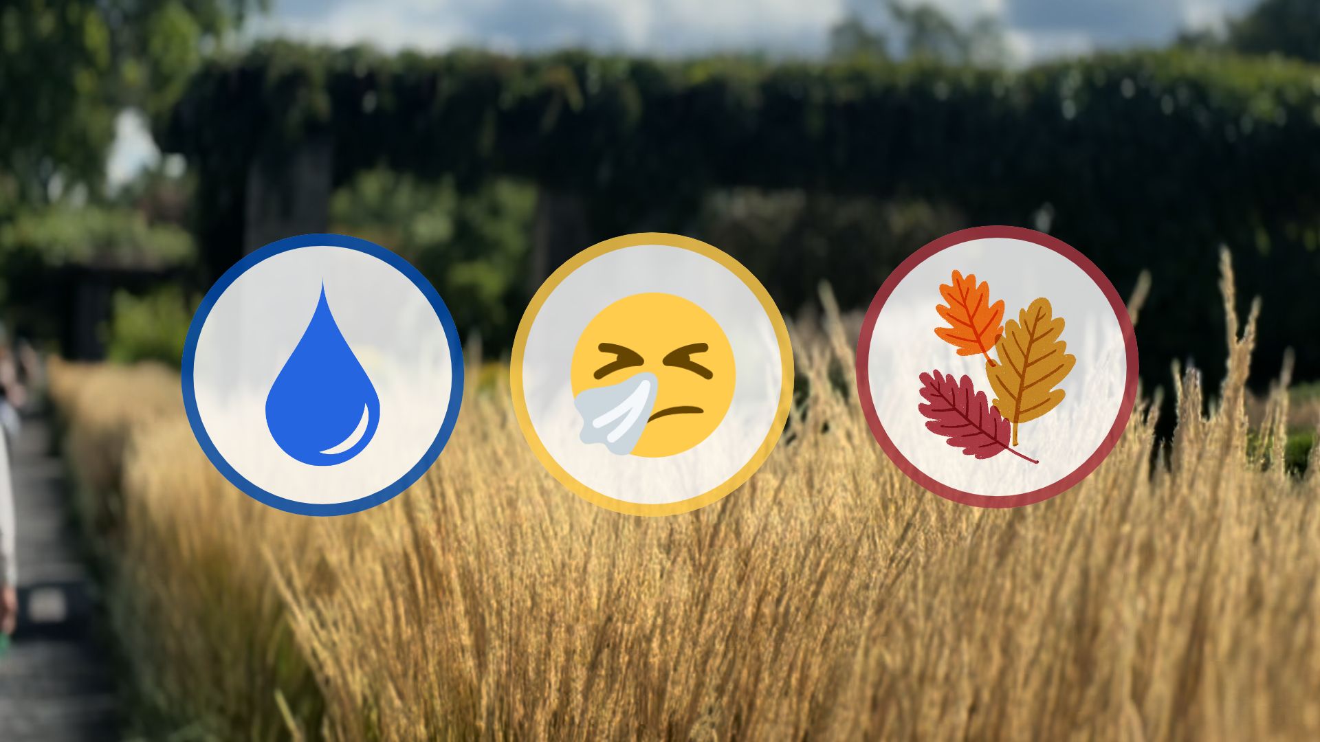 How Heavy Rain is Changing This Year’s Fall Allergy Season