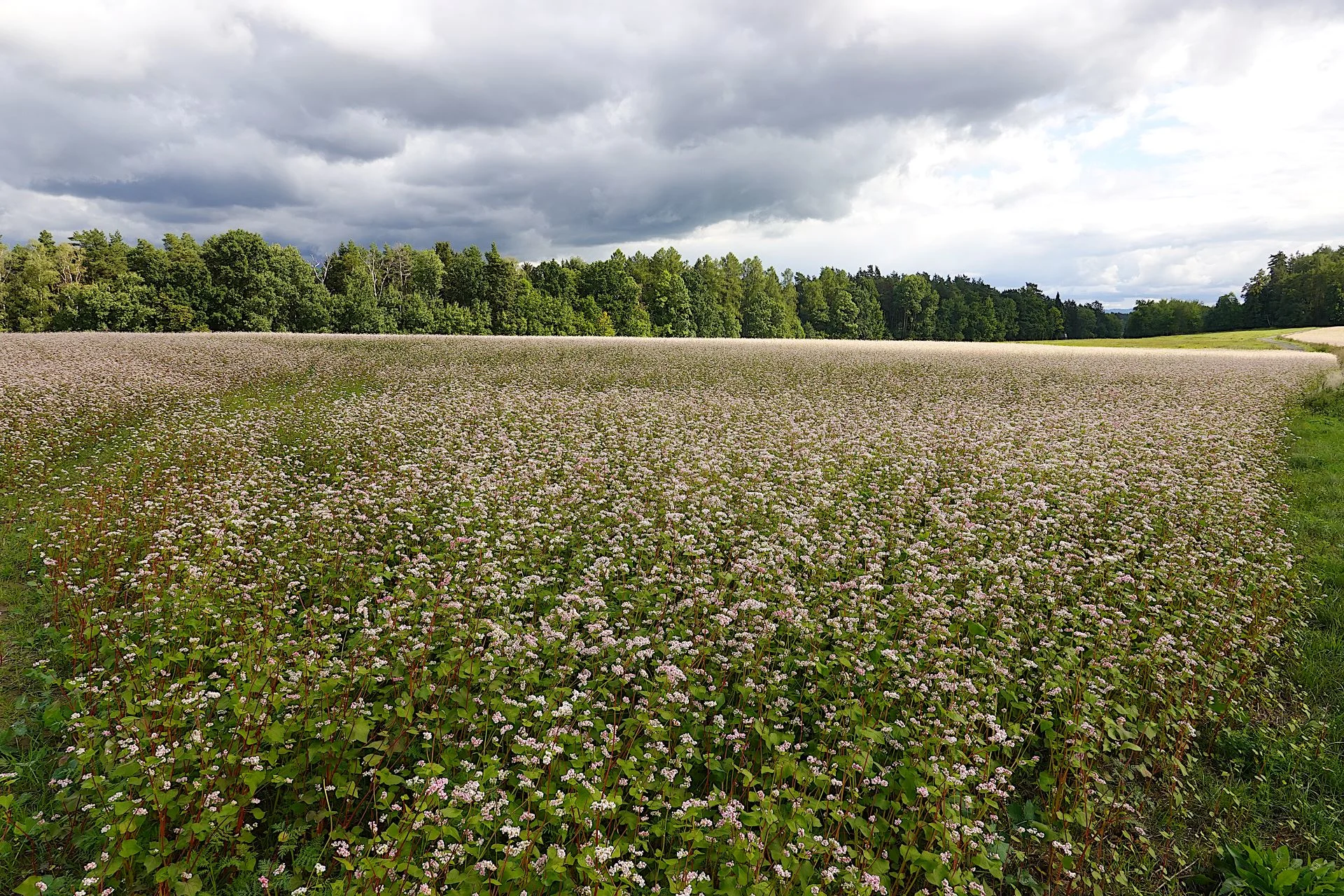 CLIMAT Buckwheat field near Vrchovina in Czech Republic wikimedia
