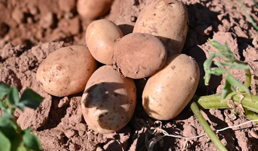NATHAN COLEMAN - potatoes