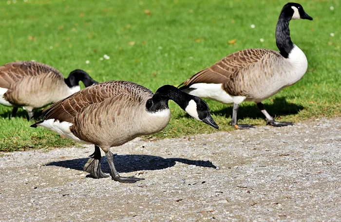 Watch these geese walk across the Canada-U.S. border