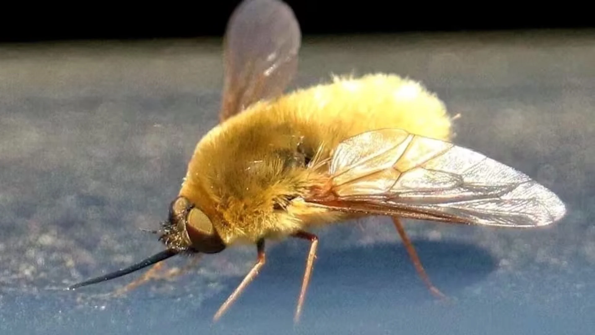 Missing bees in your garden this summer? Bee flies might be to blame