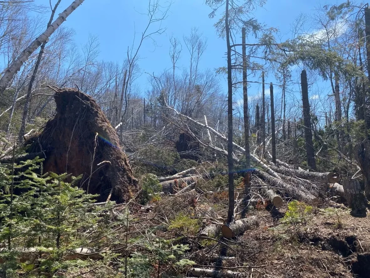 fiona-downed-trees-macphail-woods/Stacey Janzer/CBC