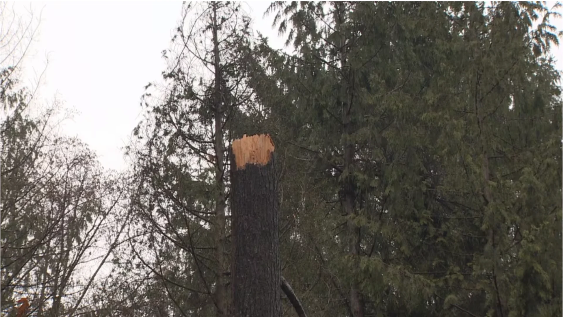 CBC: About 160,000 trees, including this one pictured on Dec. 1, 2023, are slated for removal. The vast majority, around 140,000, are younger trees less than 20 cm in diameter, according to the Vancouver Park Board. (CBC News)