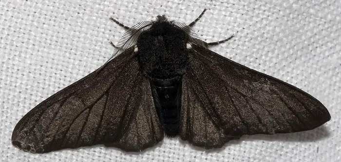 wikipedia - moth