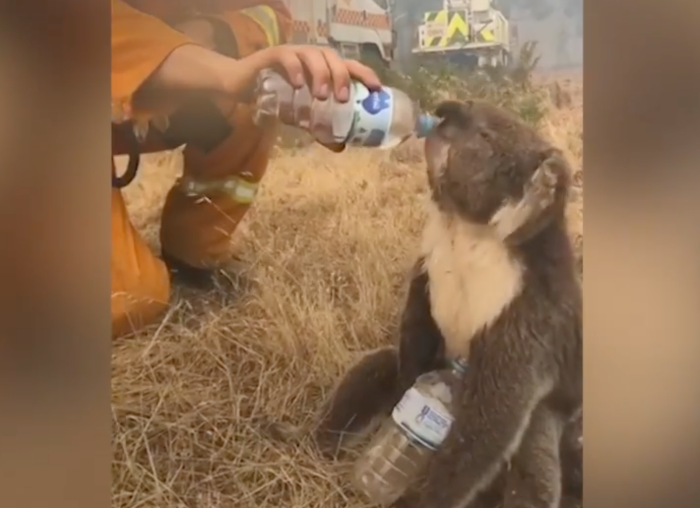 Eau en bouteille aux koalas : ce n'est vraiment pas une bonne idée