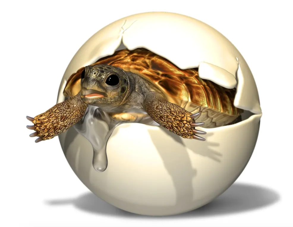 A baby nanhsiungchelyid turtle, which lived during the age of dinosaurs, hatches from its egg in this artist's impression. (Masato Hattori)