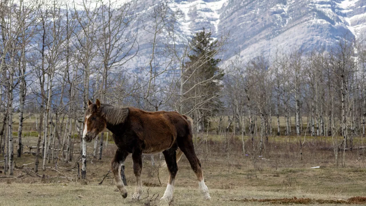 Alberta, Wild Horses, Rocky Mountains, Animals, May, 04, 2026. (Amir Said/CBC)