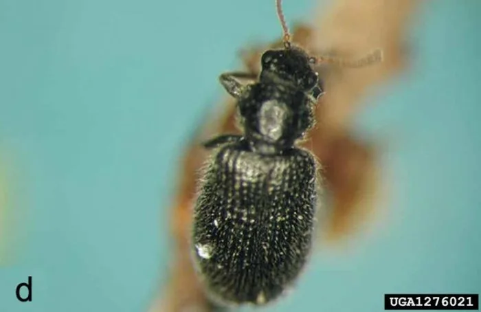 These tiny invasive bugs are devastating hemlocks in Nova Scotia