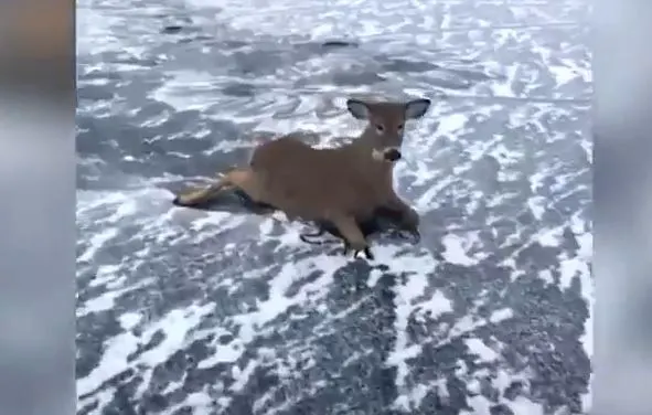 WATCH: Three deer rescued from frozen lake in Ontario