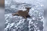 WATCH: Three deer rescued from frozen lake in Ontario