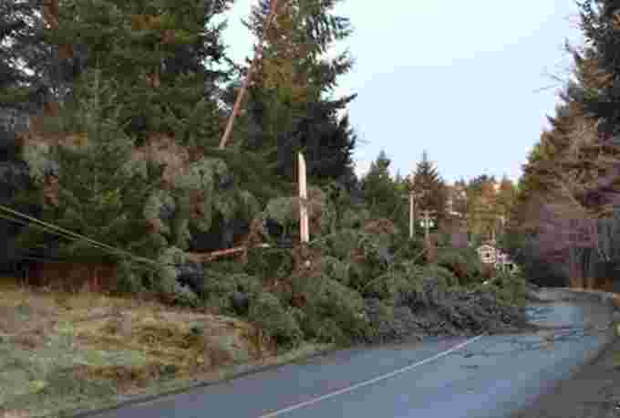 Tree downed/BC Hydro Twitter