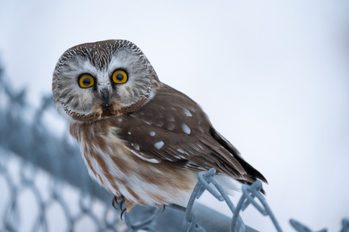 Saw-whet owl, Calgary, Alberta. Courtesy: Kyle Brittain