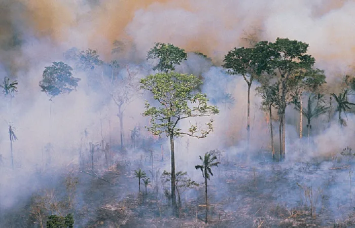 How fires weaken Amazon rainforests’ ability to bounce back