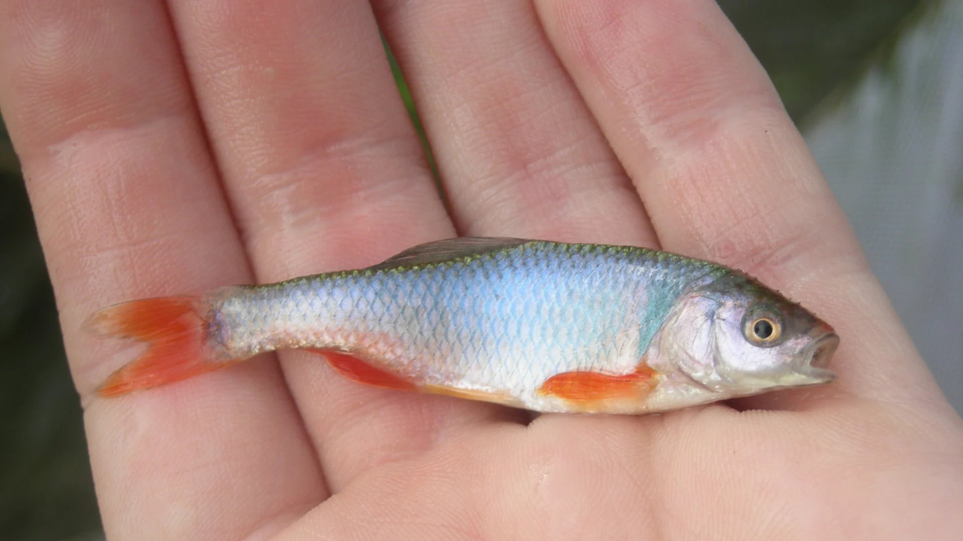 Wikipedia - red shiner fish 