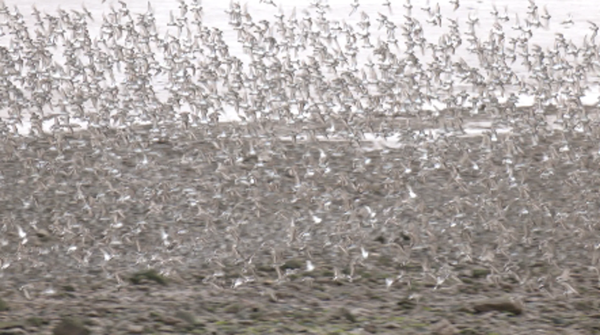 Magnifique ballet aérien pour ces oiseaux migrateurs