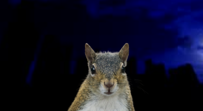 A squirrel caused a power outage that affected 10,000 people