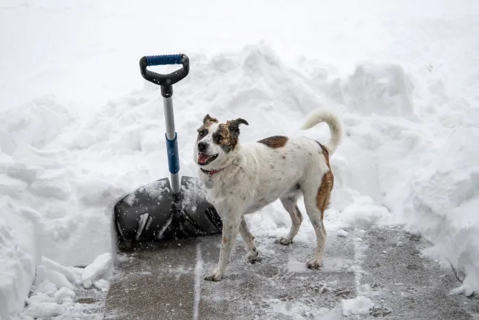 Ne rangez pas votre pelle : de la neige est sur les radars