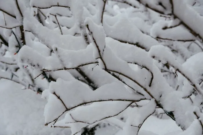 Tempête hivernale du week-end : deux scénarios possibles