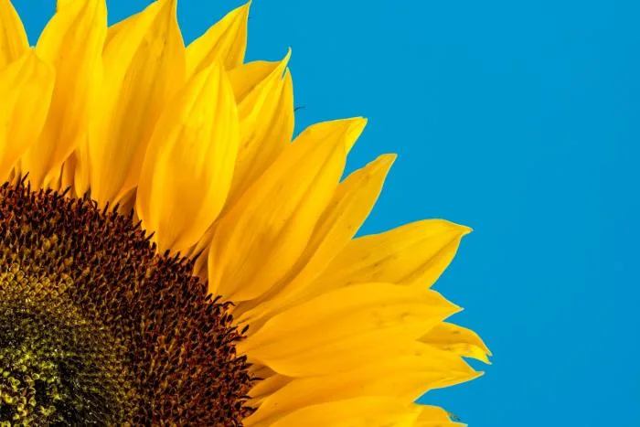 TOURNESOL - Merci - david-travis-zYT6u51a0BU-unsplash