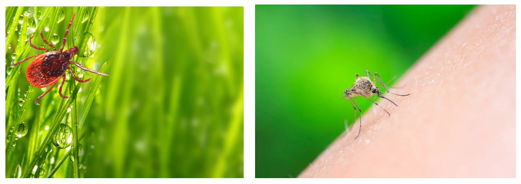 GETTY IMAGES: Ticks and mosquitoes