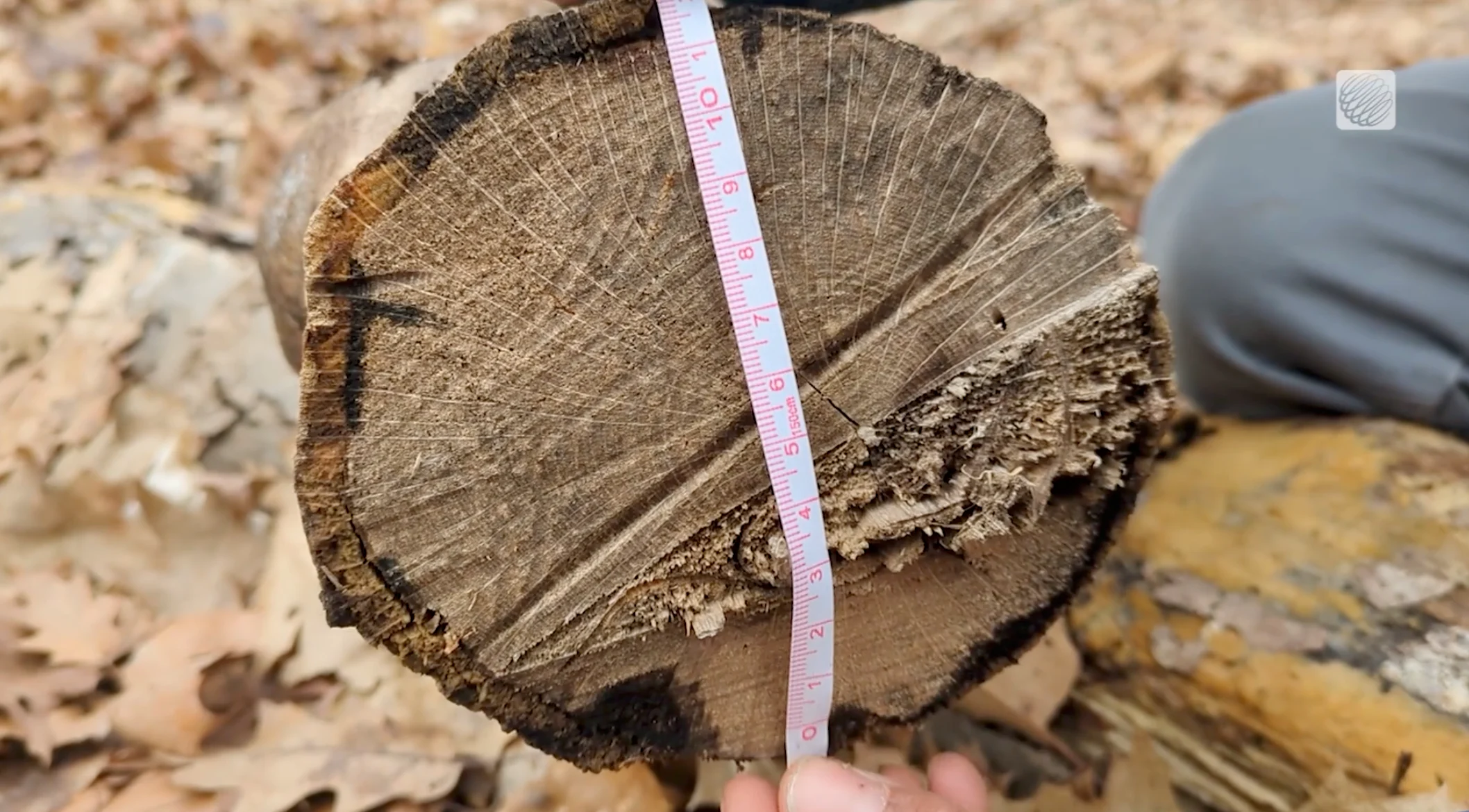 TWN: Tree trunk measurements. When it comes to size, the largest you should ever leave a wound is 10 cm