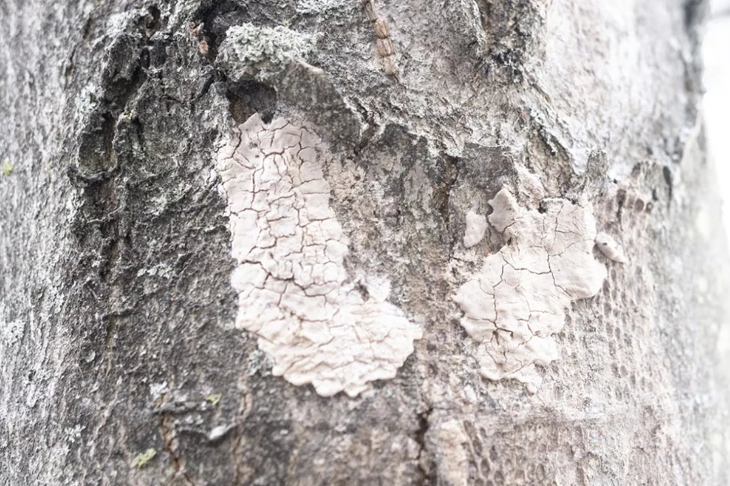 Canadian Food Inspection Agency: Spotted lanternfly egg masses blend in and are hard to detect. (Canadian Food Inspection Agency)