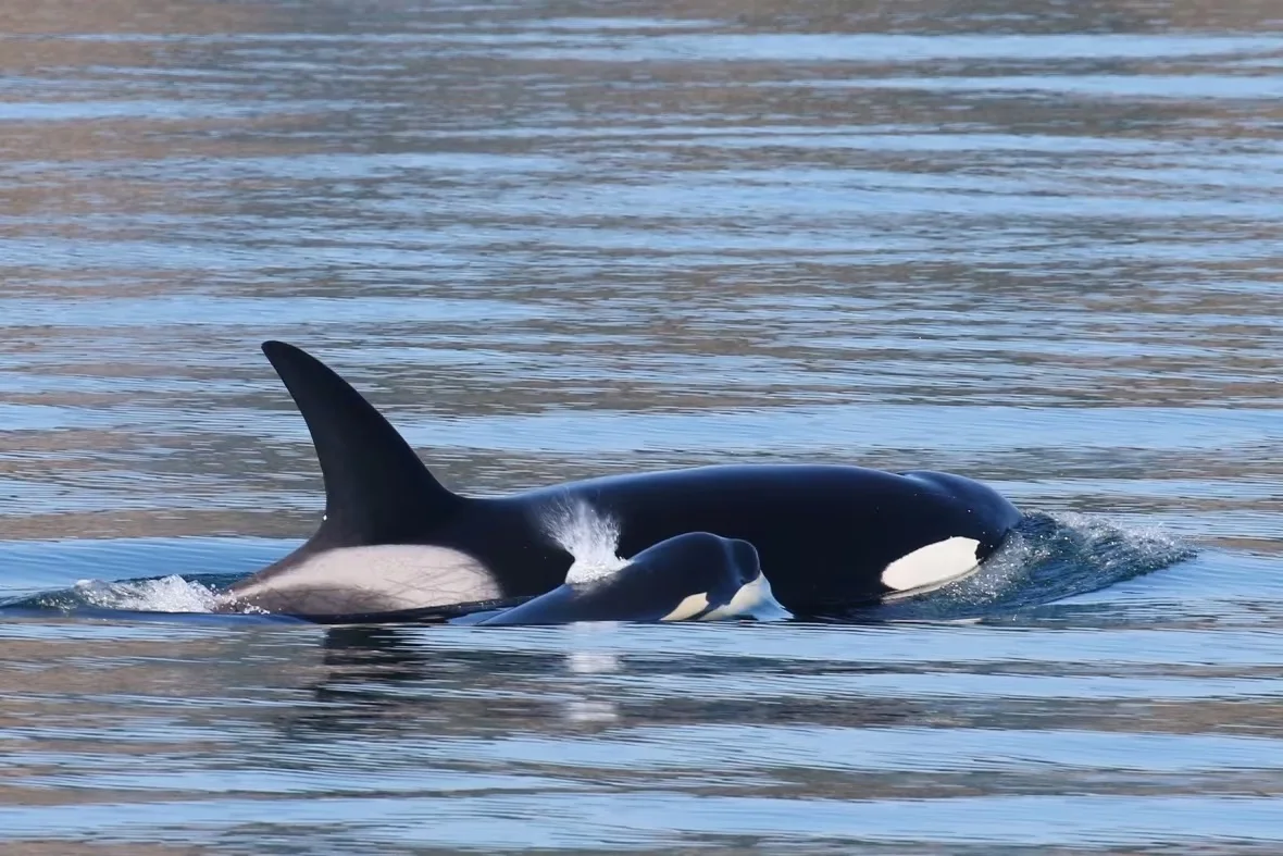 bigg-s-killer-whale-and-calf/Melisa Pinnow/San Juan Excursions via CBC