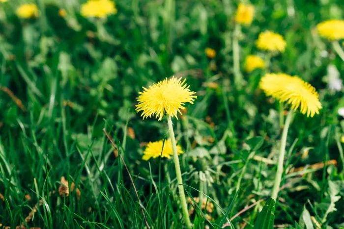 Laisser pousser ses pissenlits pour le bien des abeilles