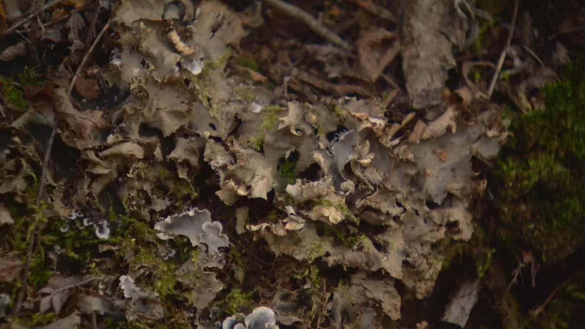 CBC: A pelt lichen, found in the river valley. (Peter Evans/CBC) 