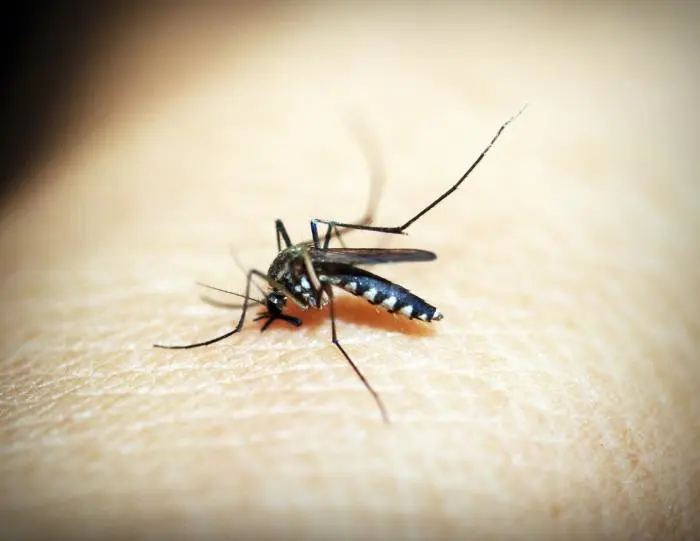 7 myths about mosquitoes debunked 
