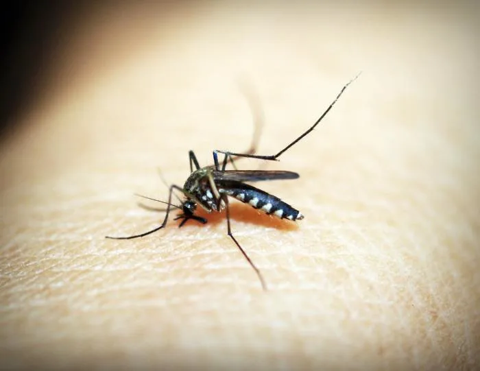 Out for blood: Edmonton hits peak mosquito season
