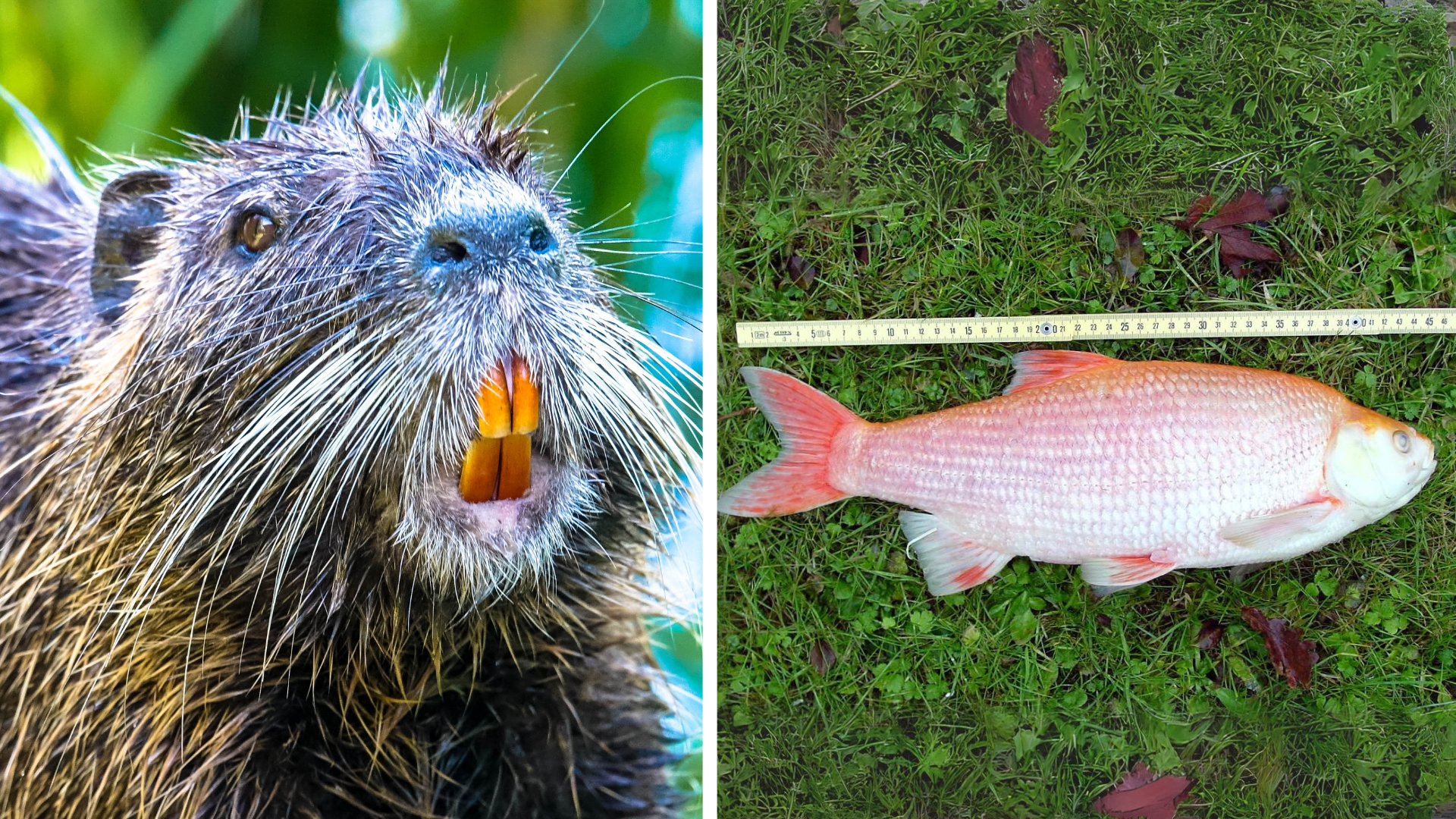 'Rodent rat,' parasite-spreading fish, and more join Ont. invasive species list