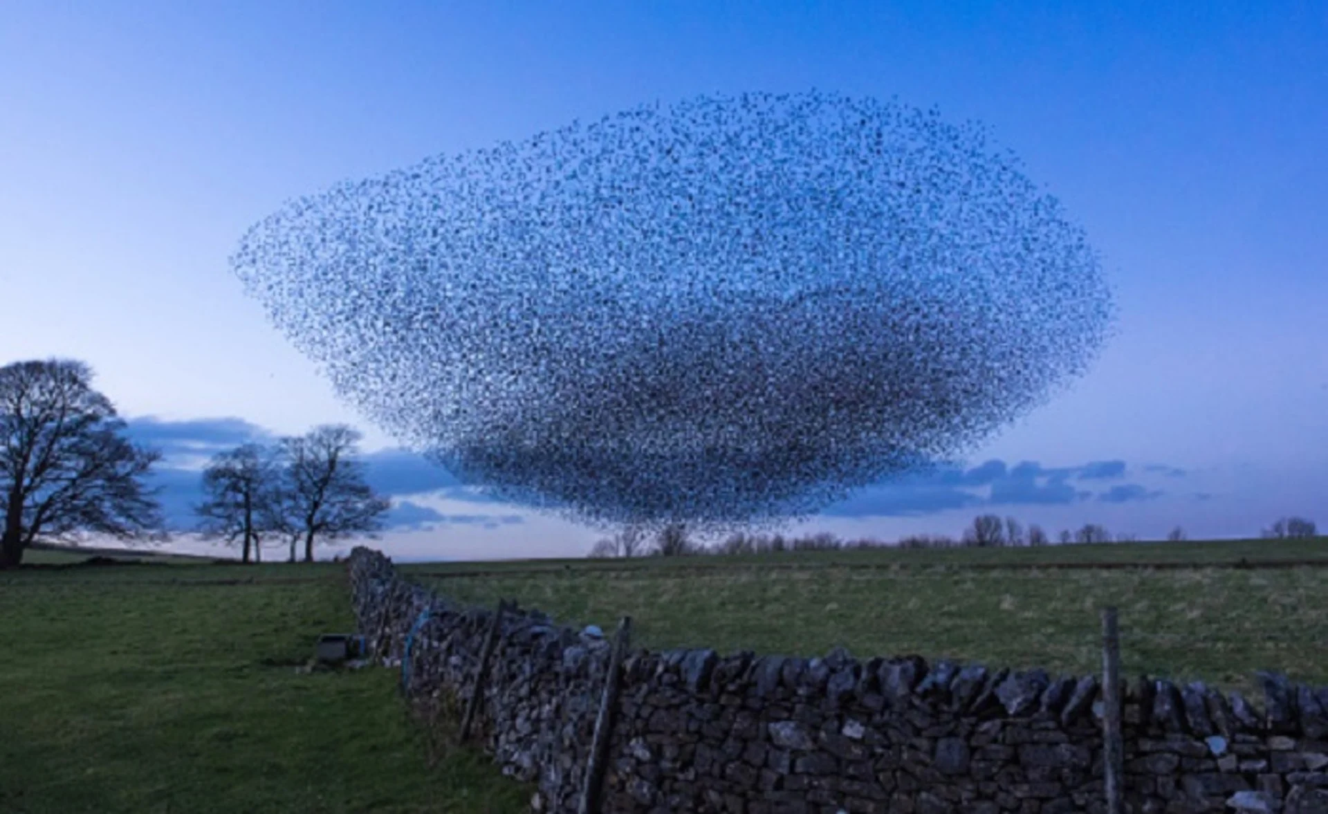 It isn't ESP: Learn how starlings communicate to form spectacular murmurations