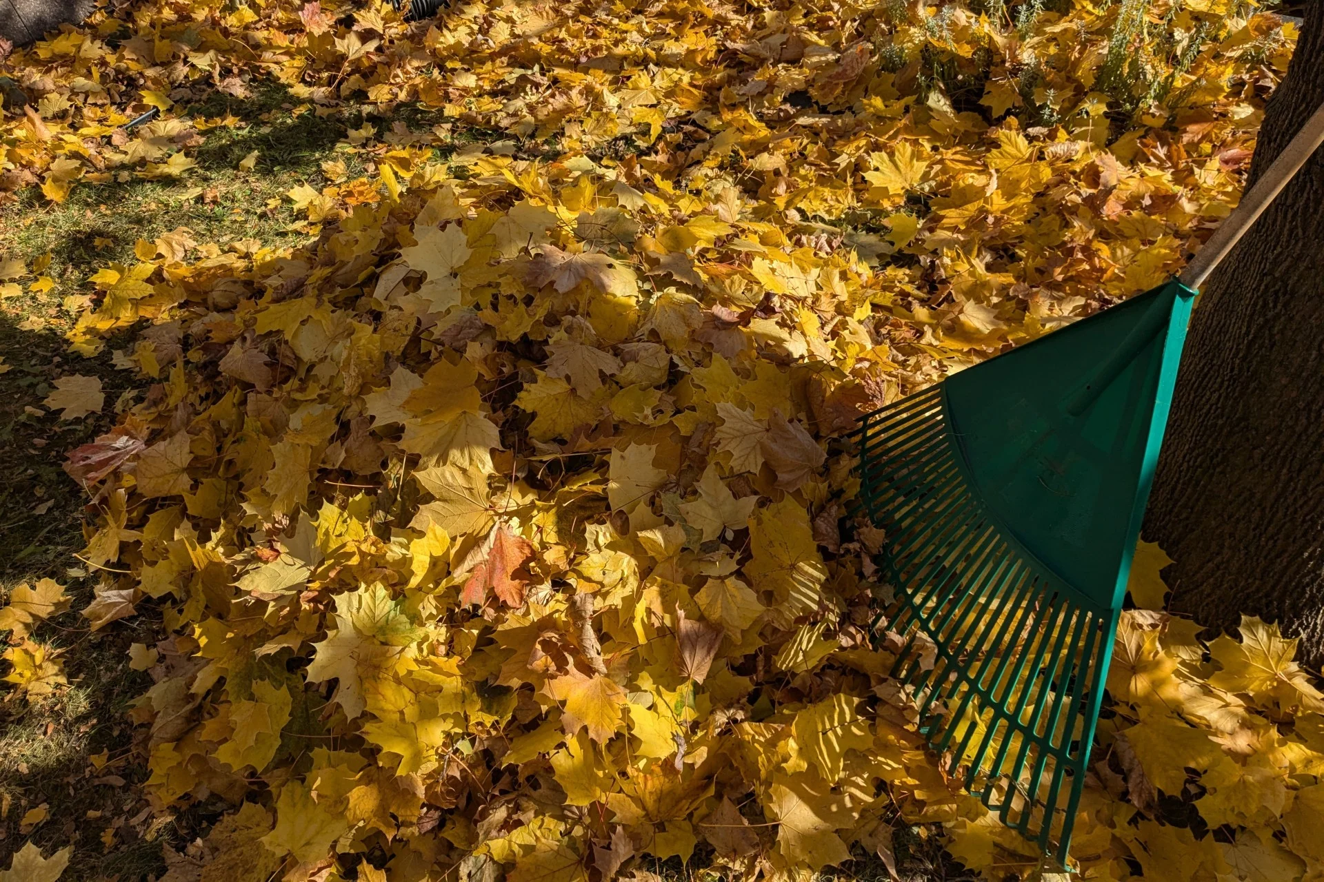 Cinq trucs pour se débarrasser de ses feuilles d’automne