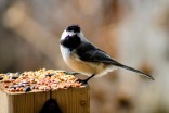 The birds are back in town! 5 feeders to cater to your avian visitors