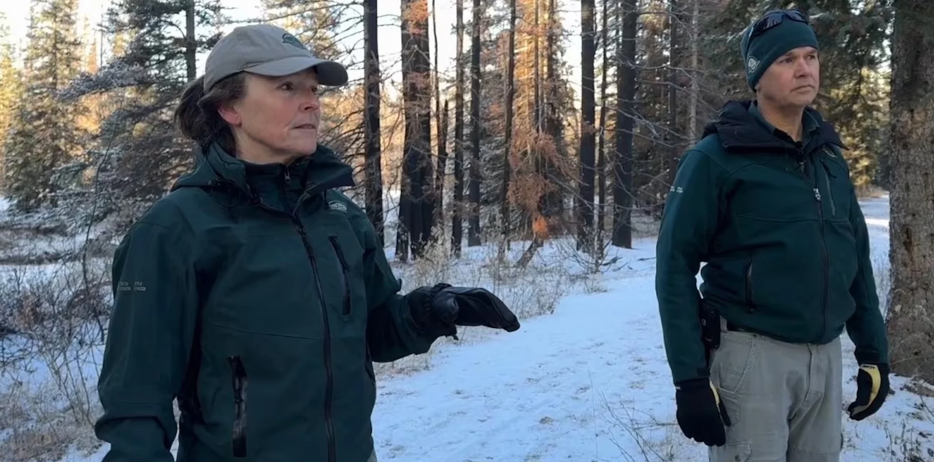 Burned forests in Jasper park showing signs of life ahead of winter freeze