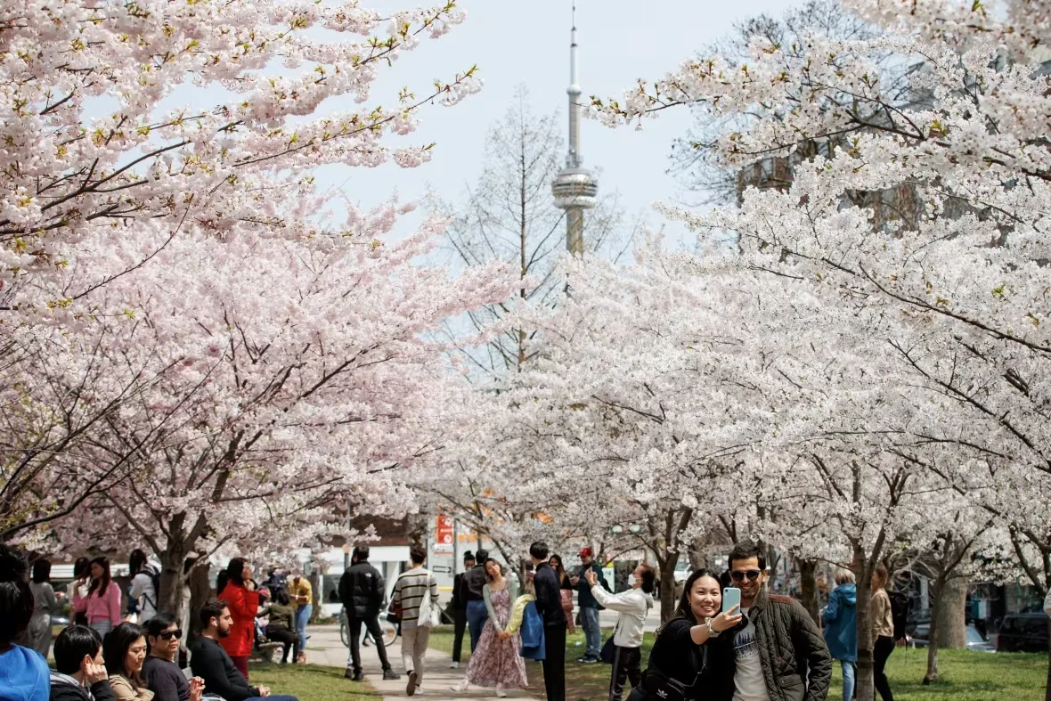 Cerisiers en fleurs à Toronto