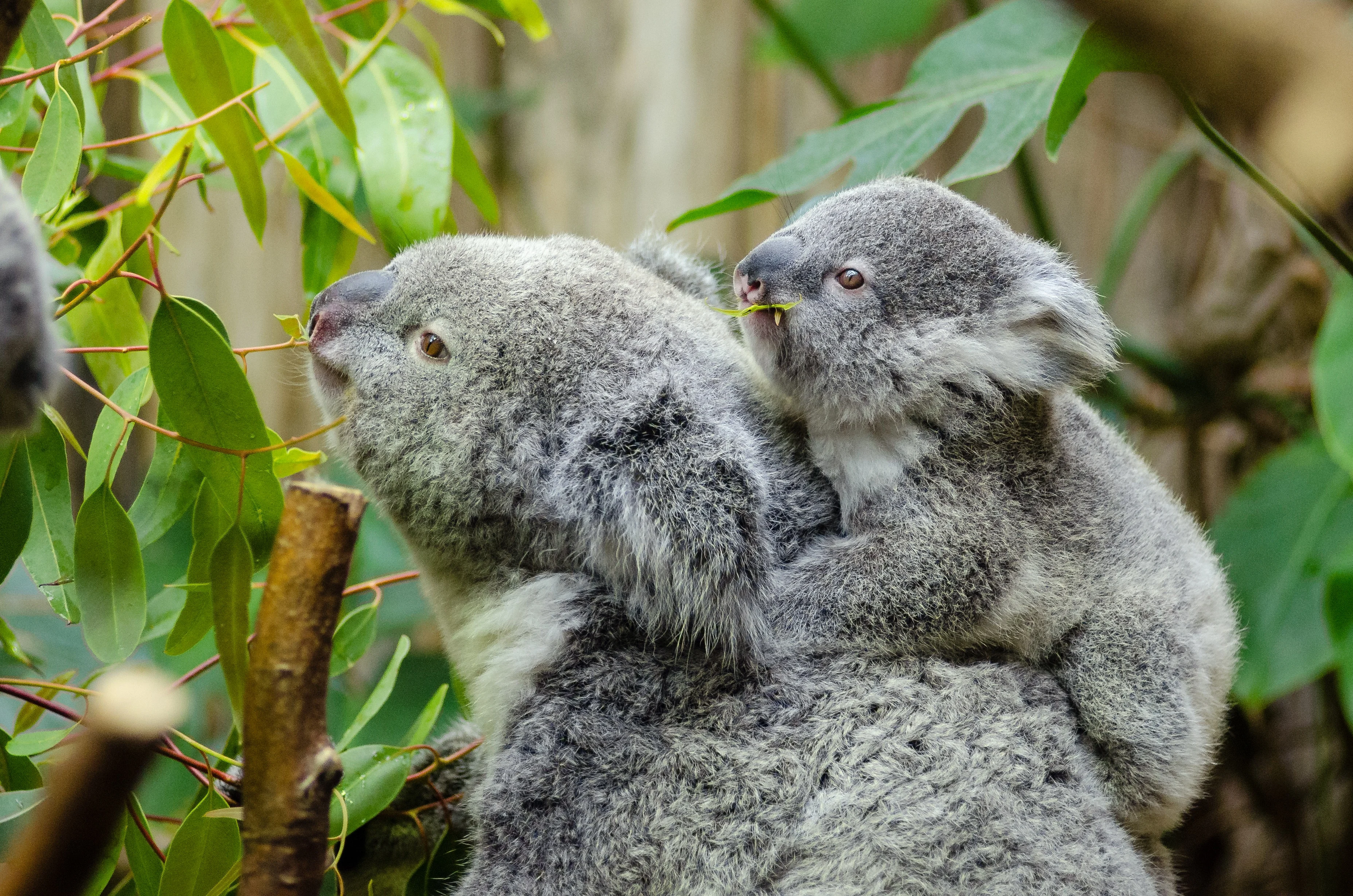 Koala and joey pexels