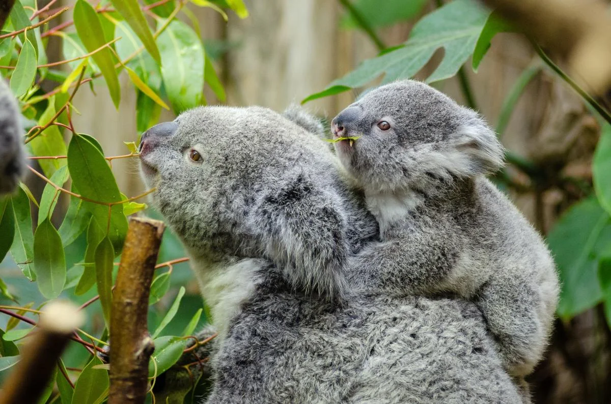 Are koalas 'functionally extinct?' Not so fast, say experts