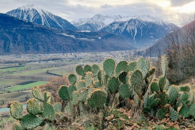 Moins de neige, plus de cactus dans les Alpes