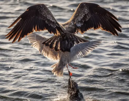 Photographer captures seagull fighting eagle while entangled in a plastic bag